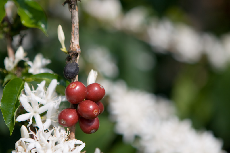 (image for) 10 Pound Green Bean Peaberry